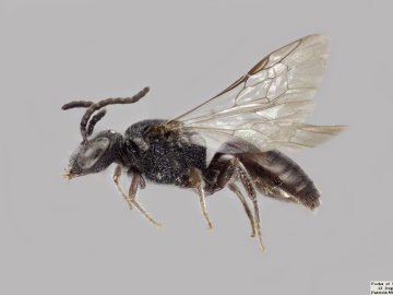 [Sphecodes minor male thumbnail]